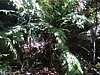 05-12-03BlueMountains02.jpg