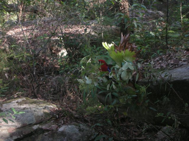 DSCN1188 29-07-2007 2-41-59 AM Parrot or lorriquet.JPG